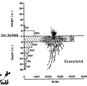Figure  4-12:  Root  distribution  of  grasses  measured  in  the  region  of  study,  extracted from  Cox  et  al