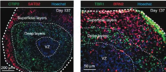Figure 1.6. Cryosections of hCSs at 137 days, showing organization of layer-specific  neurons [99] .