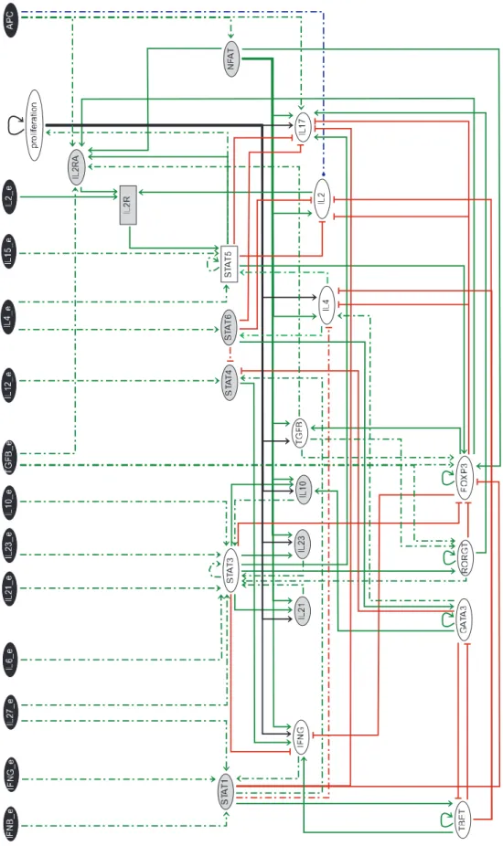 Figure 3. Reduced Th regulatory graph, encompassing 34 components. This graph has been obtained by applying the reduction method described in Section ‘‘Model reduction’’ to the full model shown in Figure 2