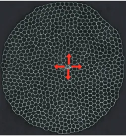 Figure 2.4 – Image typique d’une mousse 2D : On obtient une monocouche de bulles circulaire (les flèches rouges montrent la position de la buse d’injection).