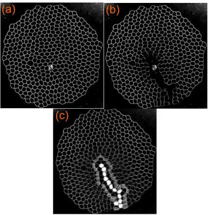 Figure 3.6 – (a) La mousse avant injection d’air, à l’instant t = 0 s. (b) Rupture fragile d’une mousse 2D avec succession de ruptures de films, à la fin de  l’expé-rience