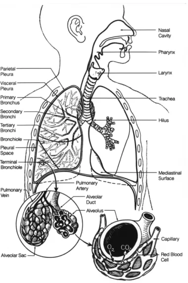 Figure 1.1  Représentation du système respiratoire humain (d'après le site Internet du National
