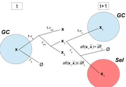 Figure 1: Schematic representation of model described by Definition 3. Here we denote by aff s := N −a s , the fitness of each B-cell in the affinity class whose index is a s (see Definitions 1 and 2).