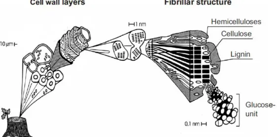 Figure I-1. Scheme of the hierarchical structure of wood, from fiber to molecular  composition, as illustrated by Per Hoffmann [1] 