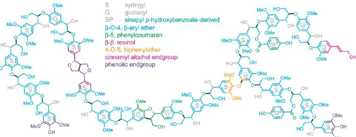 Figure I-3. Polymer model for lignin from poplar, as estimated from NMR analysis of  isolated lignin from wild poplar [4] 