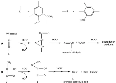 Figure I-7. Reaction of the perhydroxyl anion with enal or enone side chain structures [23] 