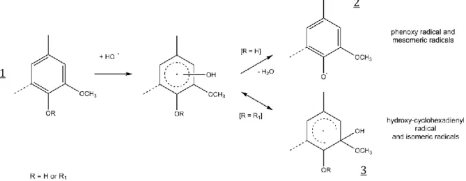 Figure I-9. Initial addition of the hydroxyl radical on a lignin aromatic ring under alkaline  conditions, as described by Gierer [39] 