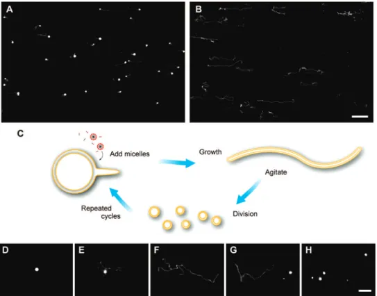 Figure 1. Vesicle growth and division. (A, B) Epifluorescence micrographs of vesicle shape transformations during growth, 10 and 30 min after the addition of 5 equiv of oleate micelles to multilamellar oleate vesicles (in 0.2 M Na-bicine, pH 8.5, ∼ 1 mM in