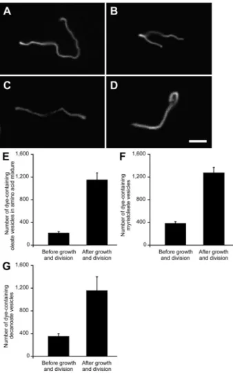 Figure 4. Vesicle growth and division in various buffers and with various lipid compositions (A) Oleate vesicle (containing 2 mM HPTS, in 60 mM Na-glycine, 30 mM Na-alanine, 10 mM Na-aspartate, and 10 mM Na-glutamate, pH 8.5, ∼ 1 mM initial oleic acid) at 