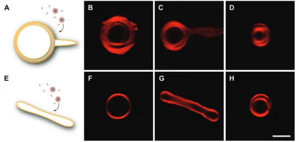 Figure 5. Growth of multilamellar versus unilamellar vesicles (A) Schematic diagram of incorporation of micelles into a multilamellar vesicle: the outermost membrane grows faster than the inner membrane layers