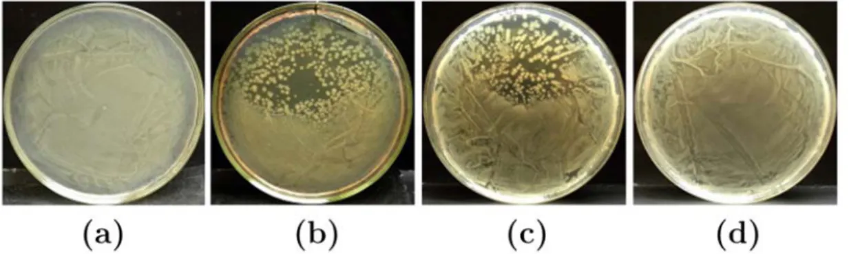 Figure 1-19.  Photographies de boîtes de pétri contenant de l’agar contaminé par la Salmonella  typhimurium : -(a)  échantillon non traité (contrôle), –(b) échantillon traité par plasma directement en  contact avec l’agar, (c) échantillon traité par plasma