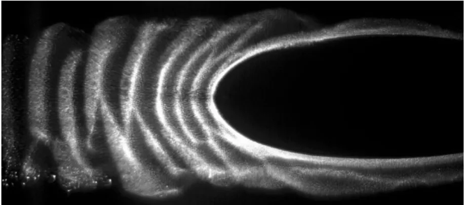 Fig. 1.2. Observation d’ondes de poussière dans un plasma RF capacitif en micro-gravité, par diffusion d’une nappe laser [4].