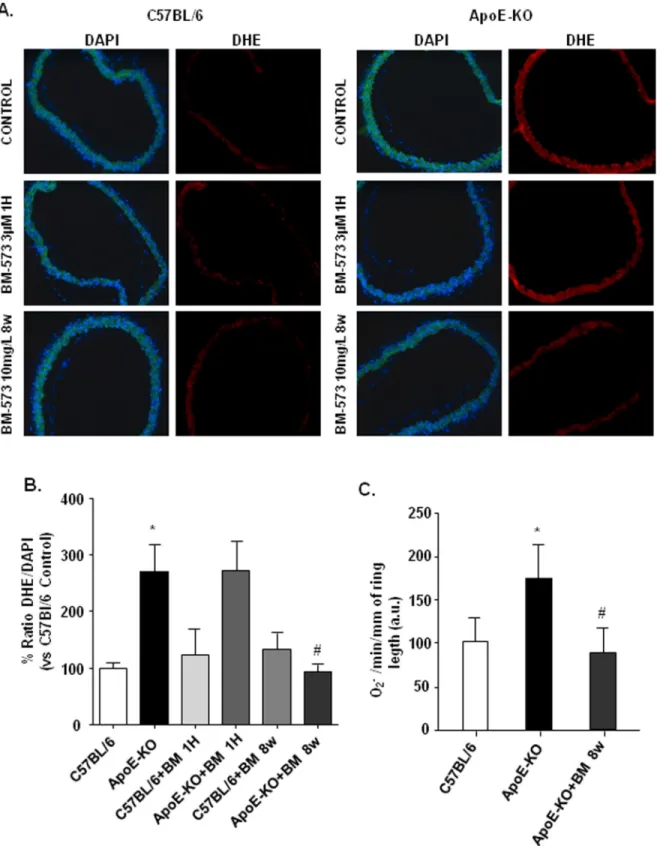 Fig 4. Effects of BM-573 on superoxide anions (O 2 -