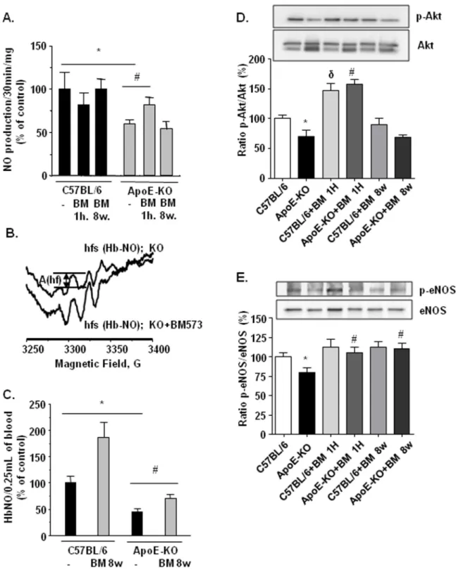 Fig 3. Effects of BM-573 on NO availability and eNOS-derived production pathway. (A) Ionomycin (2 μ M) stimulated NO production was measured by EPR spin trapping in isolated aortic rings from ApoE-KO and C57BL/6J mice treated or not with BM-573