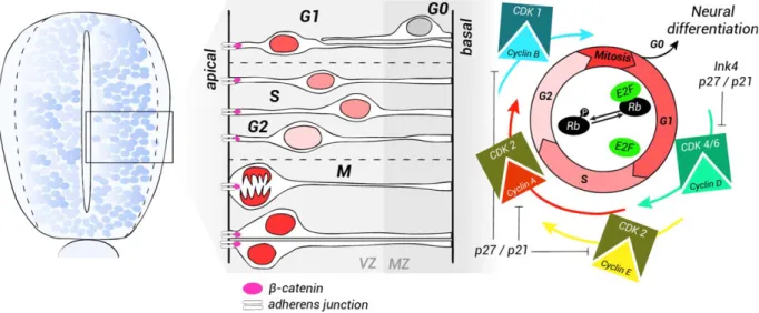 FIG. 3. Scheme illustrating cell-cycle dynamics in neural progenitors. The neuroepithelium is composed of a single layer of rapidly dividing NSCs and progenitors