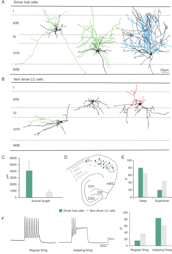 Figure 5. Morphophysiological properties of driver hub cells in the developing entorhinal cortex