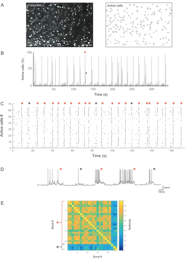 Figure 1. Imaging the functional organization of neuronal activity in the developing entorhinal cortex
