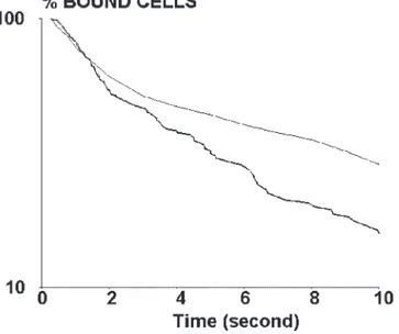 Fig. 1. Lifetime of LFA-1/ICAM-1 interaction. Jurkat cells were made to interact with ICAM-1-coated surfaces (thin line) or ICAM-1-bearing ECV304 cells (thick line), and the duration of arrests was recorded