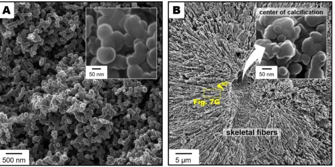 Figure 1. Morphological features of synthetic and biogenic amorphous nanoparticles. 