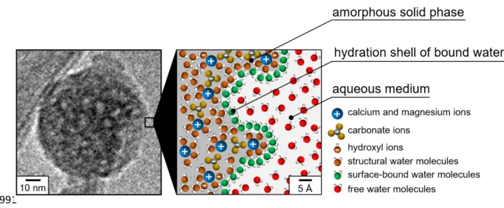 Figure 8. Chemical and structural model of the synthetic amorphous nanoparticles. 