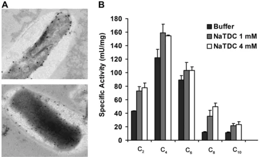Fig. 3. Localization and enzymatic activity of LipC. (A) Mycobacterial cell surface localization of LipC