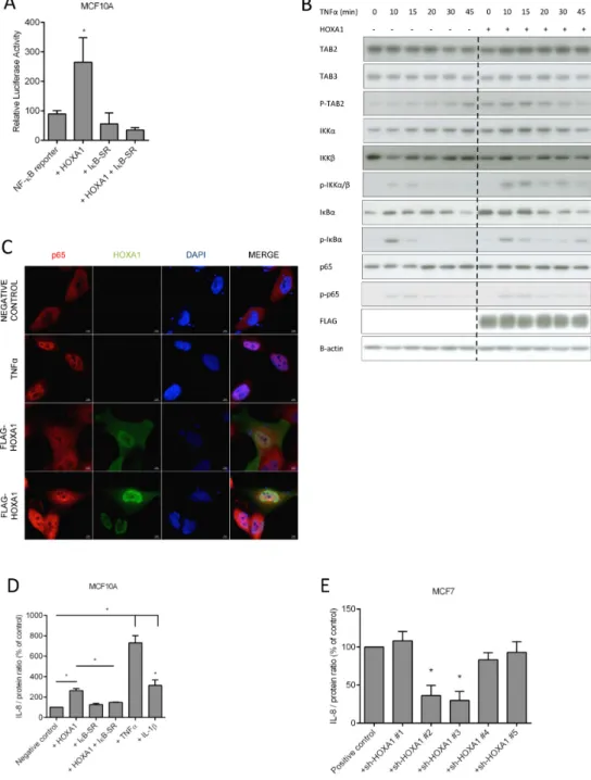 Figure 3. Effect of HOXA1 on the NF- ␬ B pathway. (A) The effect of a super repressor version of I ␬ B (I ␬ B-SR) on the HOXA1-mediated activation of the NF- ␬ B reporter was assayed in MCF10A cells