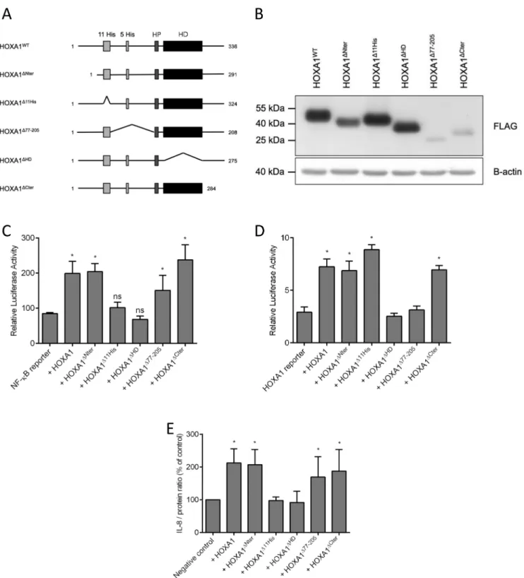 Figure 6. Impact of HOXA1 deletions on NF- ␬ B activation. (A) Schematic representation of HOXA1 deletion derivatives