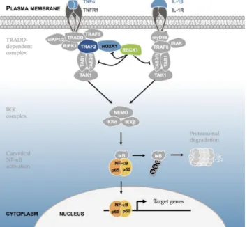 Figure 9. Model for the HOXA1-mediated modulation of the NF- ␬ B path- path-way. Upon TNF stimulation, TNF ␣ binding to TNFR initiates the  re-cruitment of TRADD that further recruits cIAP1 / 2, RIPK1, TRAF2 and TRAF5 to form the TRADD-dependent complex
