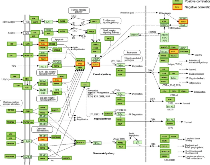 Figure 1. NF- ␬ B pathway genes with correlation to HOXA1 expression in breast cancer