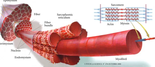 Figure 1: General organization of the muscle [9]. Skeletal muscle predominantly consists of muscle fibers and connective tissue