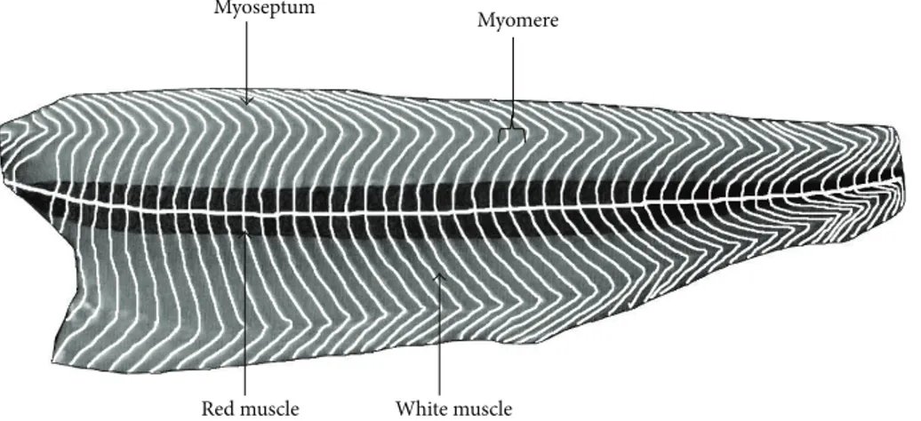 Figure 2: Diagram of a fish fillet (salmon) in longitudinal section, beneath the skin, to present the W-shape of myomere and the two muscle types.