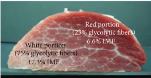 Figure 6: Semitendinosus muscle cross section from a Basque pig at 145 kg live weight