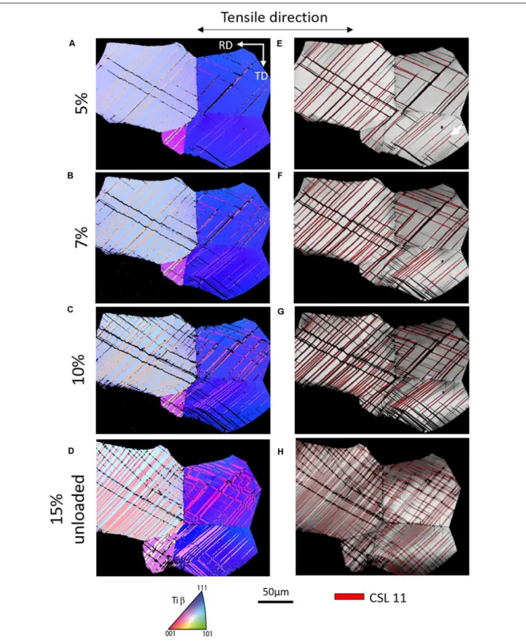 FIGURE 6 | In situ follow of the deformation in Ti–8.5Cr–1.5Sn. (A–D) Electron backscatter diffraction IPF images along the normal direction at 5, 7, 10, and 15%