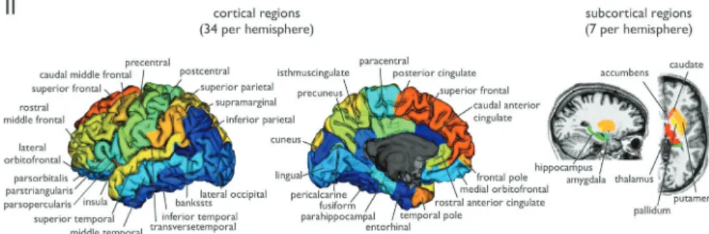 Fig. 7. Regional segmentation scheme. The brain is divided into 82 brain regions, consisting of 68 cortical regions (34 per hemisphere) and 14 subcortical regions (7 per hemisphere).