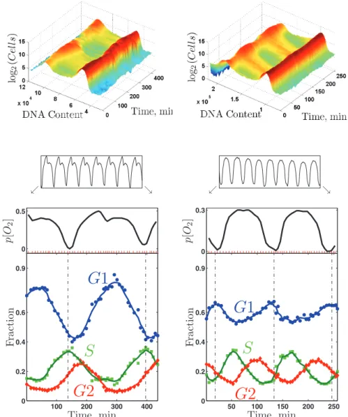 FIGURE 7:  Coupling between the CDC and the YMC. DNA content and oxygen consumption of  two metabolically synchronized cultures of wild-type diploid cells at μ = 0.100 h −1  (left set of  panels) and at μ = 0.133 h −1  (right set of panels)