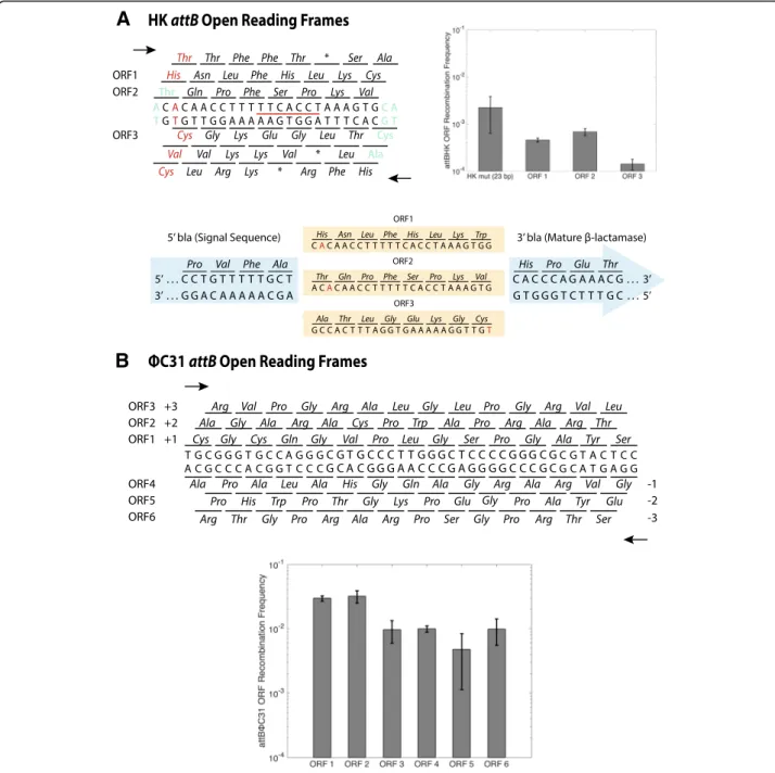 Fig. 2 Sequences and recombination frequencies of HK and Φ C31 attB sites. The three ORFs for HK and the six ORFs for Φ C31 were inserted into bla and tested using the conjugation assay as in Fig