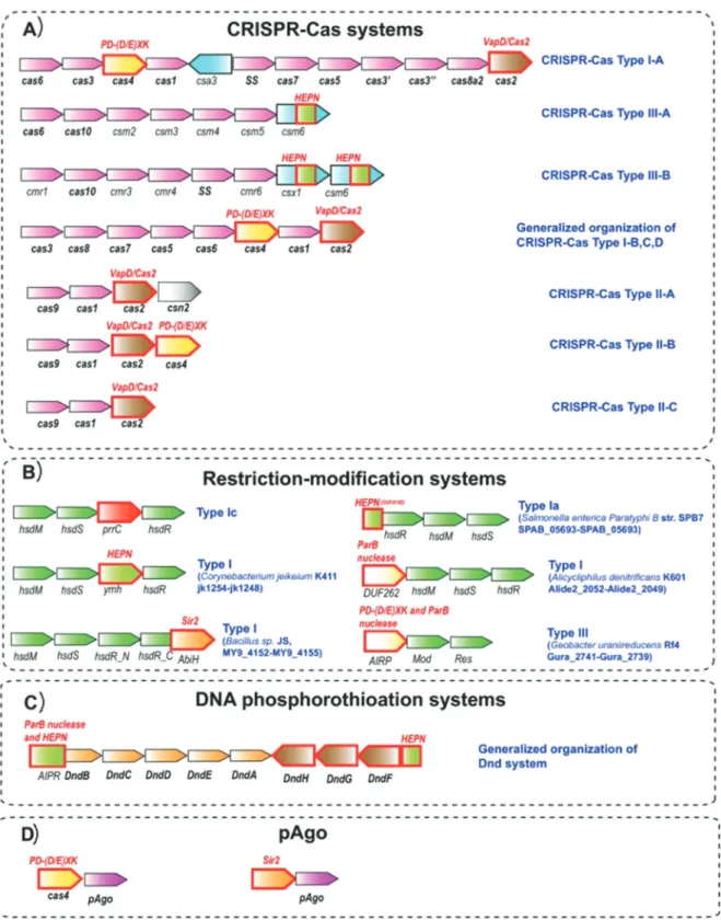 Figure 2. Colocalization of genes encoding immune and PCD systems in bacterial and archaeal genomes