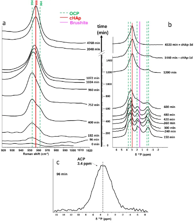 Figure 4. The precipitation of biomimetic apatite is monitored using a combination of (a) in situ Raman  and (b)