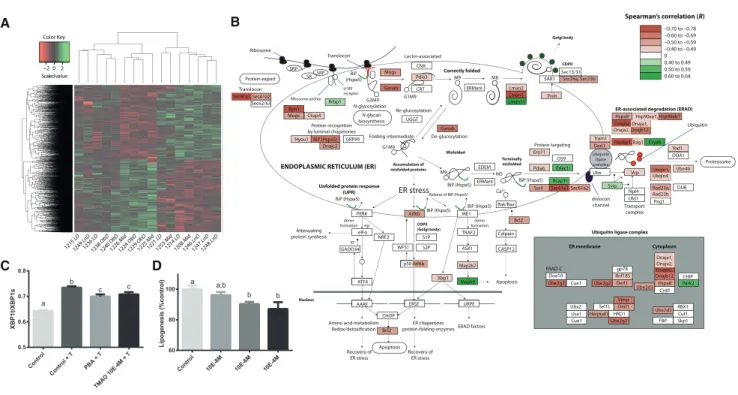 Figure 4. TMAO Alleviates ER Stress