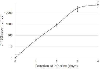 FIGURE 2: Infection of RHE is quantified by qPCR detection of T. rubrum 18S rDNA gene