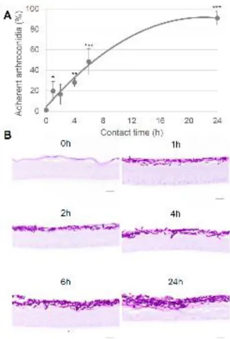 FIGURE  3:  Adhesion  kinetics  of  T.  rubrum  arthroconidia  to  RHE.  RHE  were  infected  by  arthroconidia of T