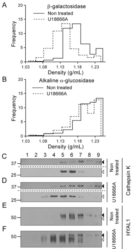 Fig 4. U18666A modifies the distribution of mature HYAL1 in a sucrose gradient, similarly to lysosomal markers