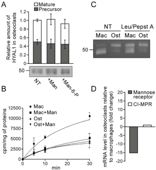 Fig 7. Osteoclasts downregulate the mannose receptor-dependent recapture mechanism that targets HYAL1 to lysosomes in macrophages