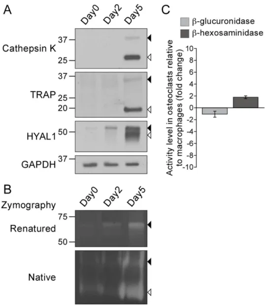 Fig 1. The protein and activity levels of HYAL1 are upregulated during osteoclastogenesis.