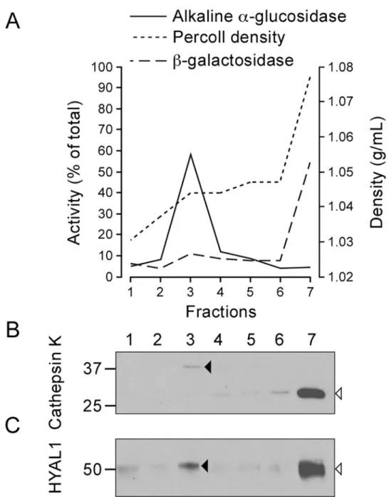 Fig 3. HYAL1 and cathepsin K co-distribute in a self-forming Percoll™ density gradient