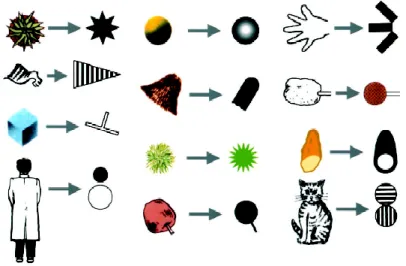 Figure 1.2: Examples of reductive determination of optimal features for 12 TE cells – from Tanaka (2003).
