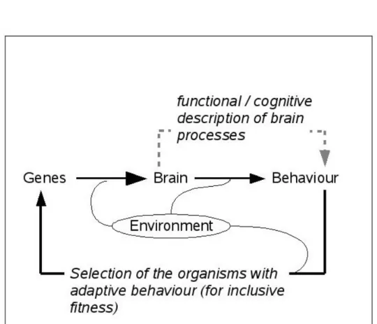 Figure 5.1: The causal cycle: genes—cognitive devices—cognitive processes—behaviour—selection, where ’cognitive devices’ and ’cognitive processes’ correspond respectively to functional description of the brain and of brain activity.