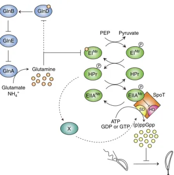 Figure 8 | PTS Ntr -dependent accumulation of (p)ppGpp upon glutamine deprivation. The GlnD/GlnB/GlnE pathway (in blue) regulates glutamine homoeostasis by modulating GlnA (GS) activity