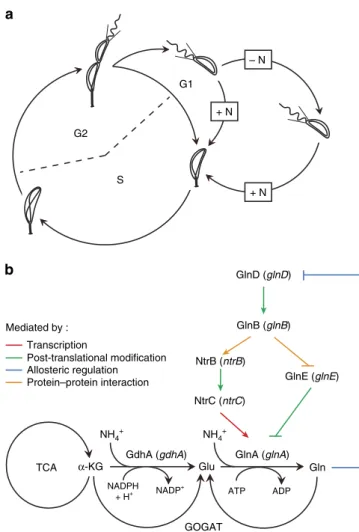 Figure 1 | The C. crescentus swarmer cell lifetime is extended upon nitrogen starvation