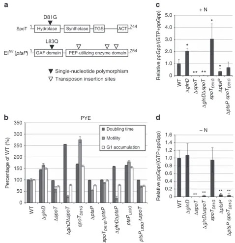 Figure 3 | SpoT and EI Ntr modulate (p)ppGpp accumulation on nitrogen starvation. (a) Mutations isolated in SpoT and EI Ntr that modulate G1/swarmer lifetime